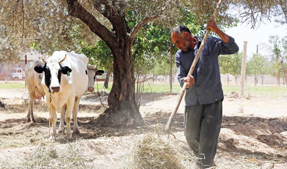 Boer met koe in Sweida, Syrië
